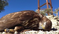 aguila-muerta